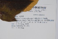 華參、裡白八角金盤藏品圖，第2張