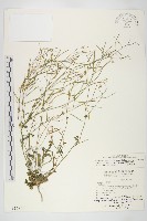 玉山筷子芥藏品圖，第1張