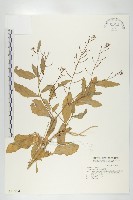 葶藶藏品圖，第1張