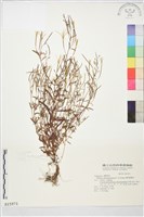闊柱柳葉菜藏品圖，第1張