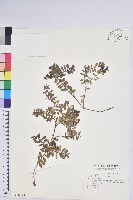 高山白珠樹藏品圖，第1張