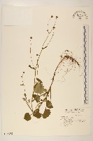 矮菊藏品圖，第1張