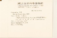 矮菊藏品圖，第2張