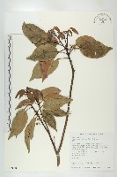 薯豆藏品圖，第1張