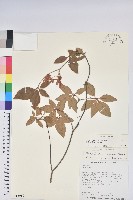 棲蘭山杜鵑藏品圖，第1張