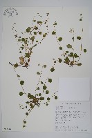 臺北附地草藏品圖，第1張