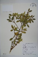 早田氏冬青藏品圖，第1張