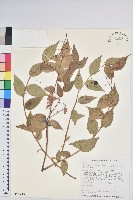 白珠樹藏品圖，第1張