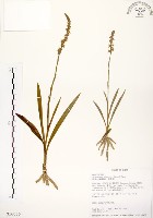 綬草藏品圖，第1張