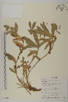 細葉假黃鵪菜藏品圖，第1張