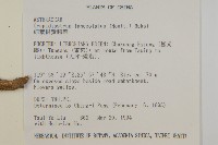 細葉假黃鵪菜藏品圖，第2張