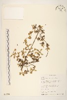 天蓬草舅藏品圖，第1張