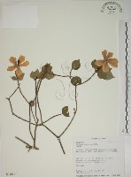 山黃梔藏品圖，第1張