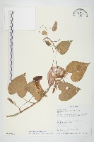 銳葉牽牛藏品圖，第1張