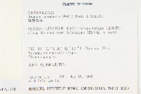 銳葉牽牛藏品圖，第2張