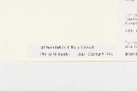 銳葉牽牛藏品圖，第3張