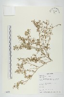 臭濱芥、臭薺藏品圖，第1張