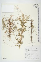 菟絲子藏品圖，第1張