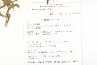 菟絲子藏品圖，第2張