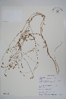 細葉蘭花參藏品圖，第1張