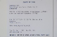 細葉蘭花參藏品圖，第2張