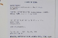 空心蓮子草藏品圖，第2張