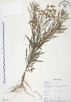 加拿大蓬藏品圖，第1張