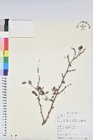 紅仔珠藏品圖，第1張