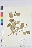 烏臼藏品圖，第1張