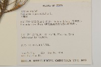 木麻黃藏品圖，第2張