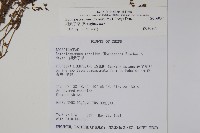 細纍子草藏品圖，第2張