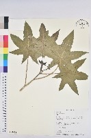 蓖麻藏品圖，第1張