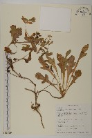 細葉假黃鵪菜藏品圖，第1張