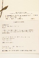 紫背草藏品圖，第2張