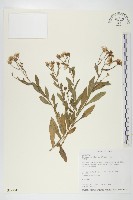 狗娃花藏品圖，第1張