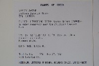 忍冬、金銀花藏品圖，第2張