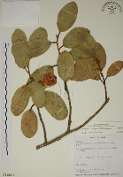 薜荔藏品圖，第1張