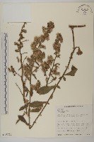 七里明艾納香藏品圖，第1張