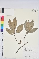 青剛櫟、鐵椆藏品圖，第1張