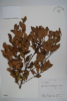 圓葉冬青藏品圖，第1張