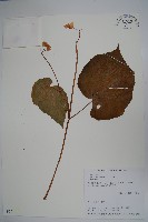 溪頭秋海棠藏品圖，第1張