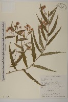 臺灣馬蘭藏品圖，第1張