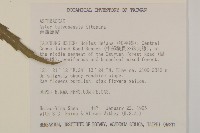 臺灣馬蘭藏品圖，第2張