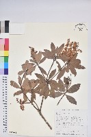 臺灣馬醉木藏品圖，第1張