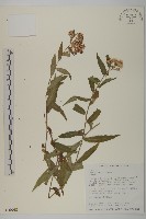 臺灣馬蘭藏品圖，第1張