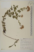 臺灣馬蘭藏品圖，第1張