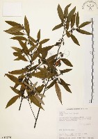 山胡椒藏品圖，第1張