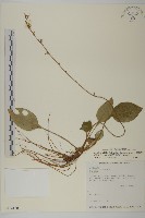 臺灣鬼督郵藏品圖，第1張