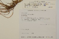 臺灣鬼督郵藏品圖，第2張