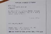 溪頭秋海棠藏品圖，第2張